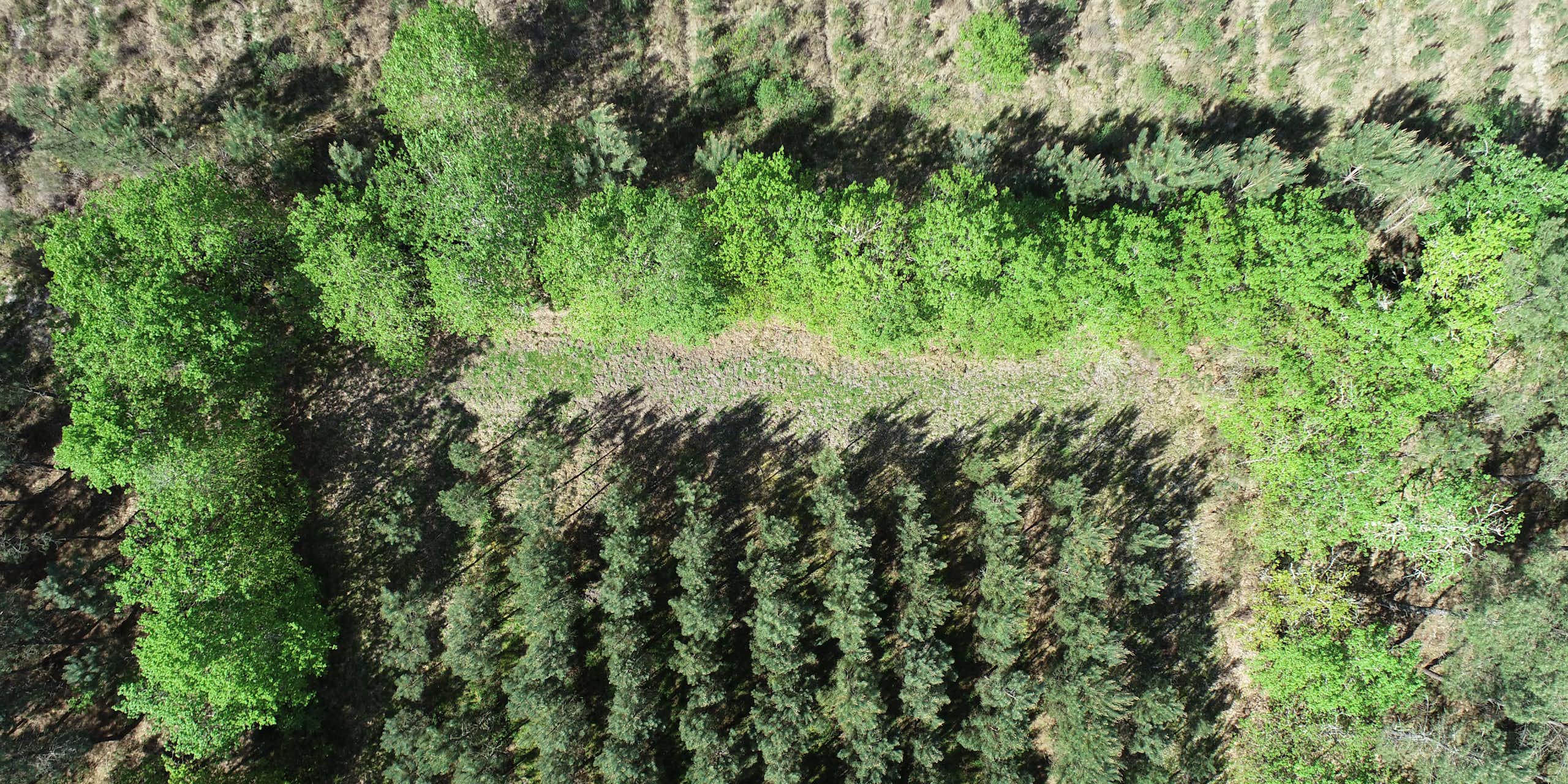 A pine plantation and hedgerow as seen from an unmanned aerial vehicle.