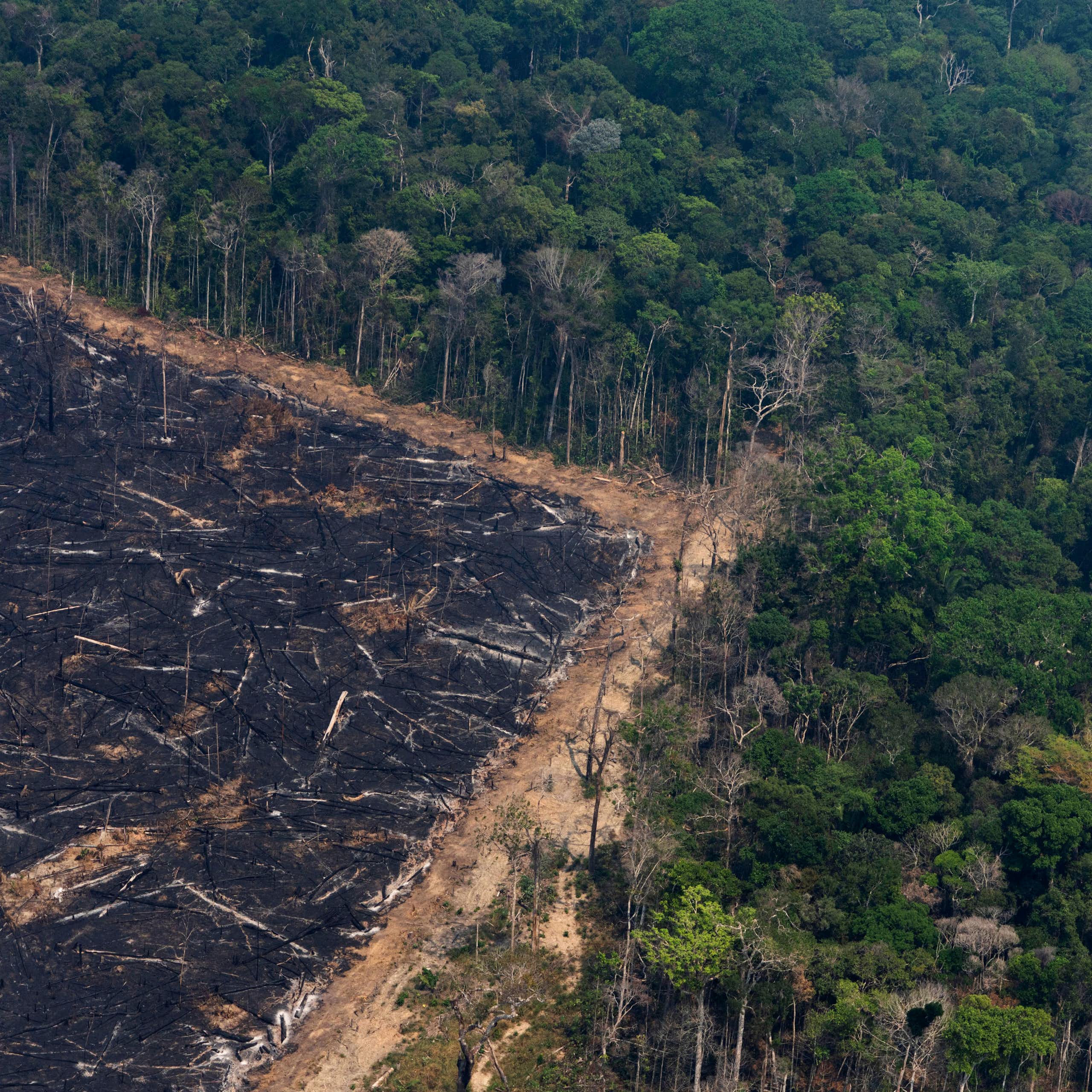 Como o Brasil passou de exemplo mundial no combate aos crimes ambientais a recordista de desmatamento até 2022