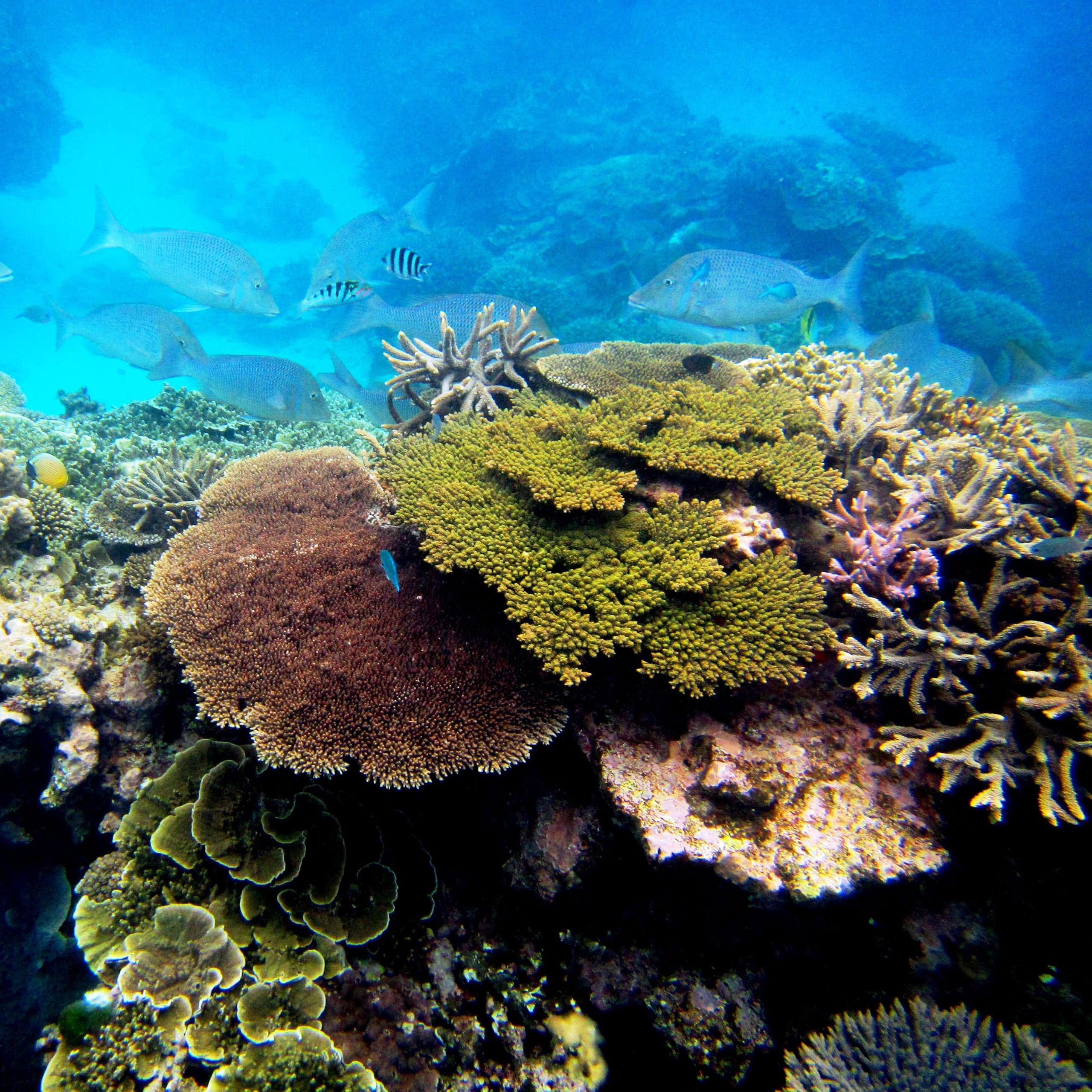 Underwater photo of healthy corals